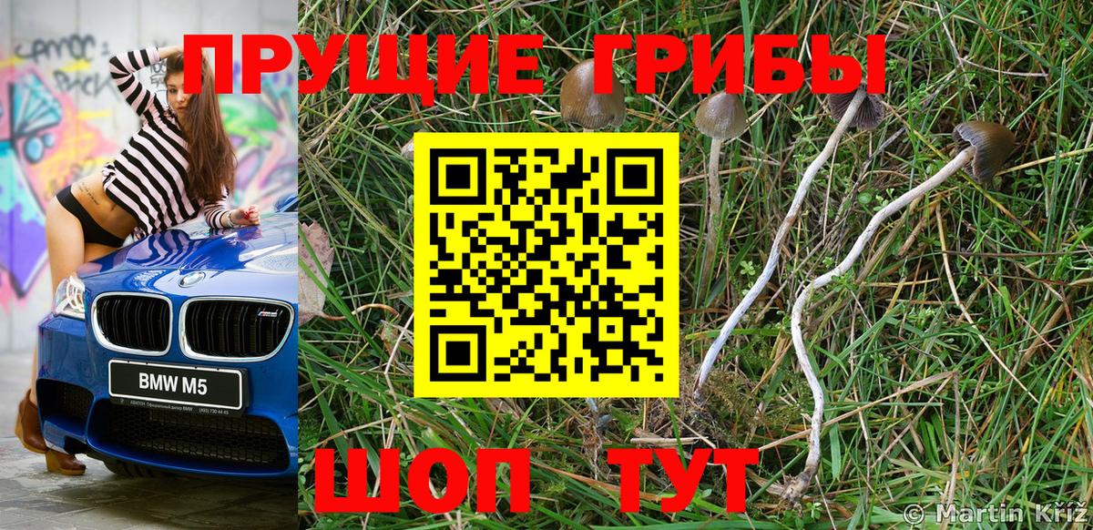 Псилоцибиновые грибы Psilocybine cubensis Солнечногорск